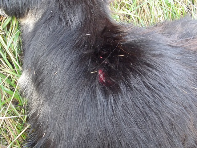Goat entry wound 1 comp web